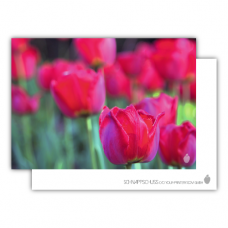 Postkarte | Tulpen